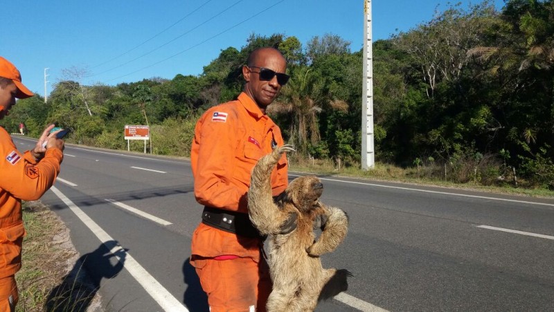 🚨Bicho-preguiça é resgatado em área de incêndio em Guarajuba