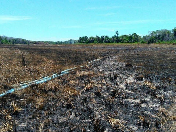 🚨Fogo reacende em área de reserva ambiental na Praia do Forte, na Bahia