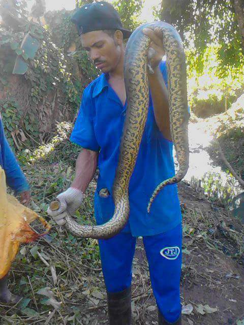 🚨 MORADORES DO BAIRRO DO PHOC III CAPTURAM UMA COBRA  EM CÓRREGO DA LOCALIDADE.