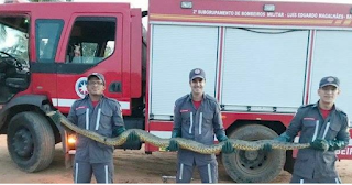 🚨Cobra de 3 metros é encontrada dentro de empresa