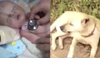 🚨Bebê enterrado vivo é salvo por cachorro