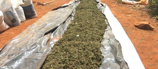 🚨PLANTAÇÃO DO MAL: Polícia localiza cerca de 400 mil pés de maconha na Bahia; Um suspeito morreu