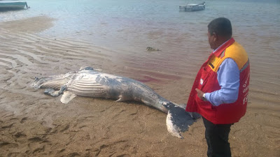 Baleia em decomposição é removida de praia em Jauá