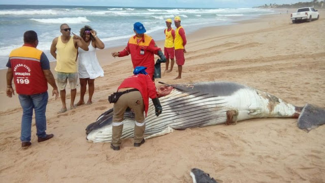 Defesa Civil remove baleia que encalhou na praia do Pirui em Camaçari
