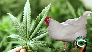 Menor atira no tio após galinhas comerem pés de maconha no quintal