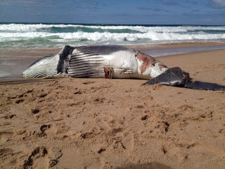 Mais uma baleia encontrada morta na Orla de Camaçari