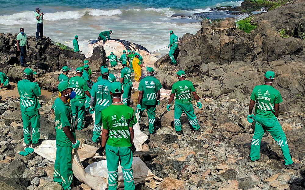 Remoção de jubarte encalhada atrai curiosos à praia da Ondina