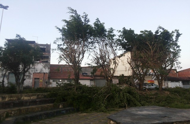 🌲Prefeitura não se corrige, segue destruindo as arvores do município e revoltando moradores