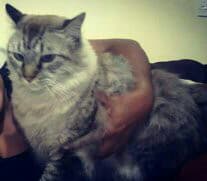 🔰GATINHO DESAPARECIDO NESSA TERÇA-FEIRA(12)🔰