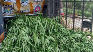 Policia apreendem Pés de maconha em Iraquara apreendidos com dois homens