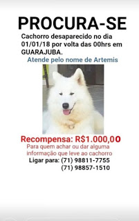 UTILIDADE PÚBLICA: Cachorro desaparece em guarajuba e seus donos oferecem recompensa para quem encontra-lo