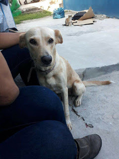 URGENTE Cachorrinha Desaparece no bairro do Alto da Cruz em Camaçari.