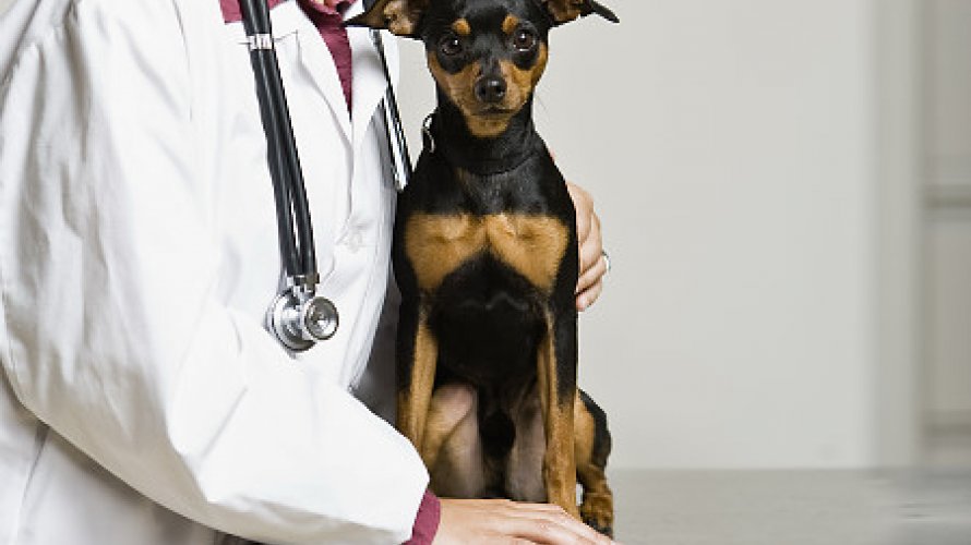 Adab abre concurso com 17 vagas para médico veterinário