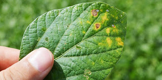 Doença mais severa da soja, ferrugem asiática atinge Oeste da Bahia