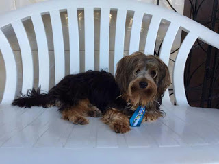 CACHORRO DESAPARECE NO CENTRO DA CIDADE NA MANHA DESTE DOMINGO (21), EM CAMAÇARI.