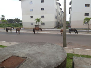 ATENÇÃO; CAVALOS SOLTOS NO ALGAROBAS PODEM CAUSAR ACIDENTE