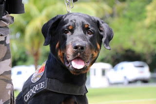 Batalhão de Choque promove 1º Torneio de Cães de Polícia em Lauro de Freitas