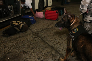 Cães do Choque realizam ações surpresas na Rodoviária e Ferry