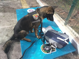 Dois ambulantes são flagrados com drogas pelos cães do Choque na ultima noite de carnaval