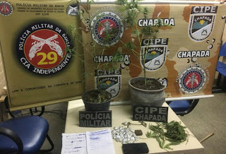 Policia apreende menor com plantação de maconha no quintal de casa