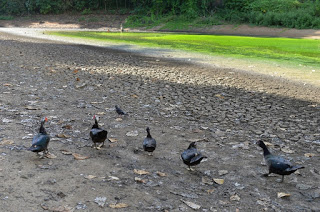 Lagoa dos Patos, na Pituba, agoniza com abertura de poços artesianos