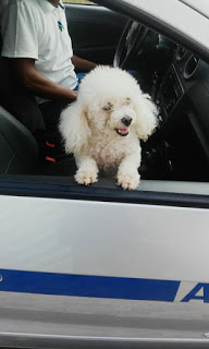 Belinha é encontrada no Derba em Camaçari