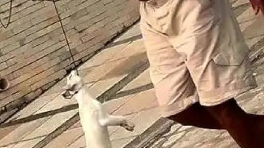 Homem caminha com gato pendurado em Cajazeiras