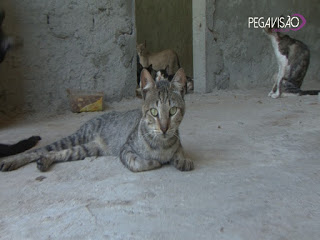 CONHEÇAM O “ADÃO E CÃO” ENTIDADE DE PROTEÇÃO ANIMAL EM VILAS DE ABRANTES