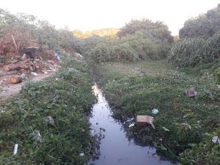 Moradores do verde Horizonte pedem roçagem de matagal as margens em Rio da localidade.