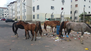 “Zoonoses cade você?”  Moradores do Algarobas sofrem com animais soltos na localidade