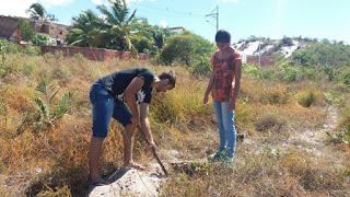 Vila de Abrantes recebe 500 mudas de árvores