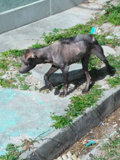 Cachorro em situação precária está  abandonado e precisa de ajuda no Lúcia em Camaçari.