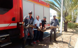 Cobra sucuri de 4 metros é resgatada de incêndio em Camaçari