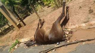 Cavalo morre apos acidente em Barra do Pojuca na noite desta Quarta-Feira (14).