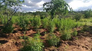 PM descobre e erradica 40 mil pés de maconha em Abaré