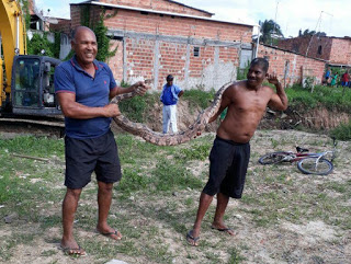 Jibóia é encontrada no Bairro do JD. Brasília em Camaçari