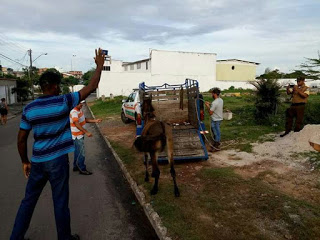 STT  Começa recolher animais soltos nas ruas do município