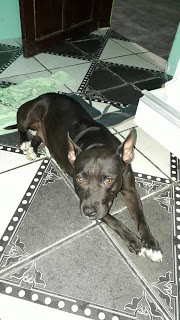 Cachorra Pit Bull desaparece no bairro da Gleba C.