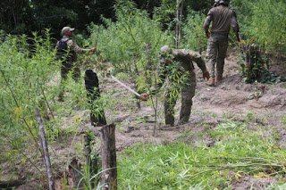 Policia localiza plantação de maconha avaliada em R$ 2,2 milhões