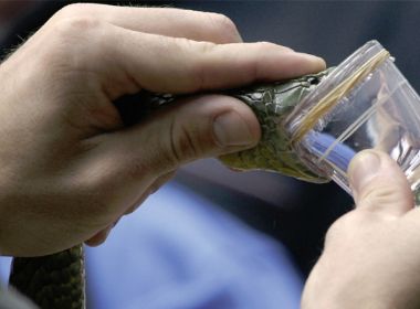 Experimento tem bons resultados com uso de veneno de cobra para perda de peso