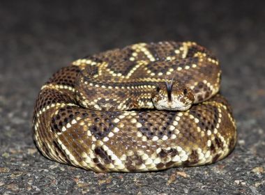 Especialistas alertam sobre riscos de intoxicação e picadas de cobra no São João