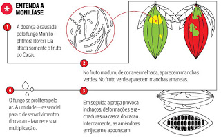 Grande ameaça à produção do cacau na América Latina se aproxima do Brasil