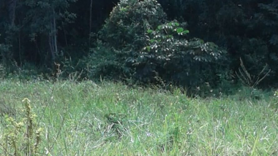 Cadáver em estado avançado de decomposição é encontrado em matagal no CAB