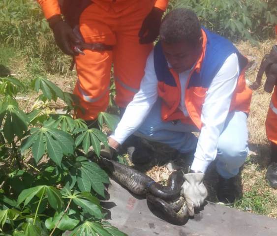 Sucuri é resgatada em Vila de Abrantes