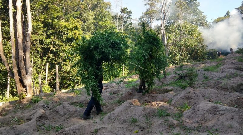 Cerca de 1.500 pés da erva estavam sendo cultivados escondidos entre árvores de eucalipto.