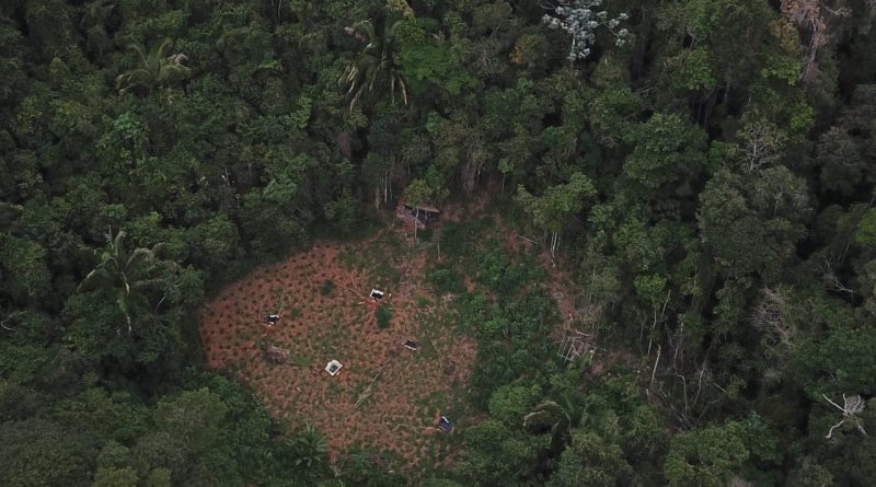 Com drone, policiais localizam cerca de 4 toneladas de maconha em Gandu