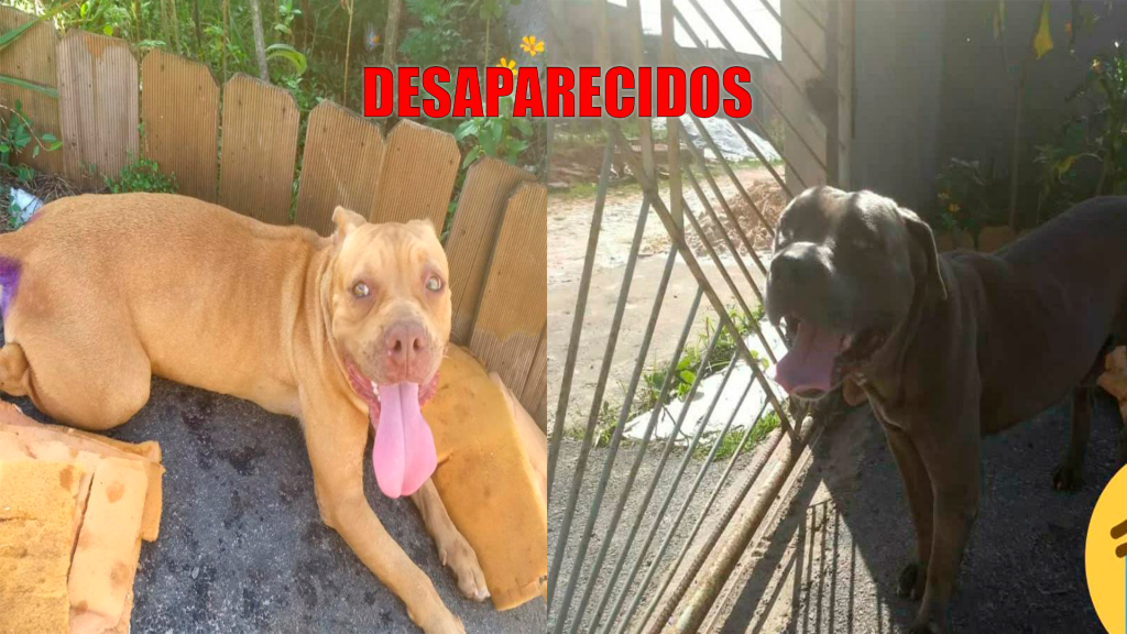 Esperança: Família busca por notícias de cachorros desaparecidos em Camaçari