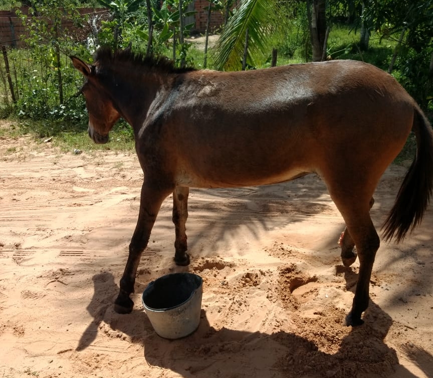 Burro tem patas cortadas a golpes de facão no Parque Verde II, em Camaçari