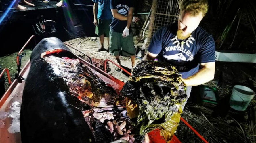 Baleia é encontrada morta nas Filipinas com 40 kg de plástico no estômago