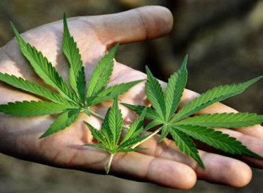 Desconhecimento e preconceito dificultam tratamento com derivado de Cannabis na Bahia